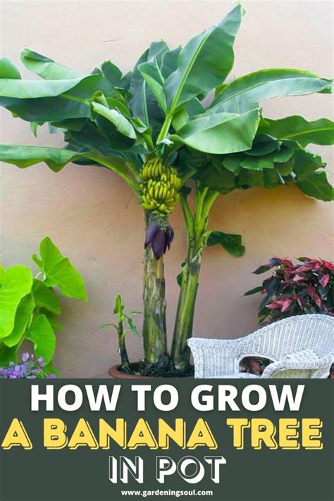 How To Grow A Banana Tree In Pot | Potted trees, Banana trees landscape ...