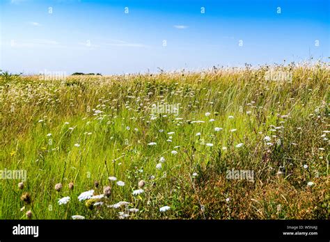 Meadow grasses at Burnham-on-Crouch Marina Nature Reserve, Essex ...