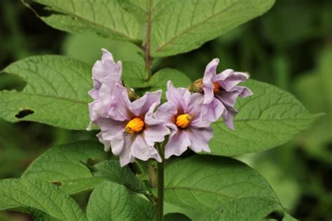 Potato Plant Flowers Free Stock Photo - Public Domain Pictures