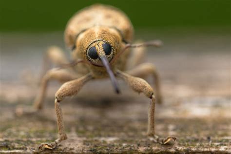 cute looking acorn weevil by PatricksWorld on DeviantArt