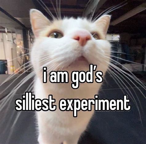 I Am God's Silliest Experiment | Silly Cats | Know Your Meme