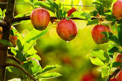 Growing Luscious Fruit Trees - In the Inland Northwest | Nspire Magazine