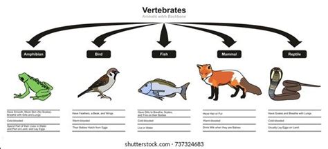 Invertebrates Animals Classification Characteristics Infographic Diagram Stock Vector (Royalty ...