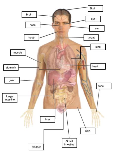 Body Parts Diagram | Quizlet