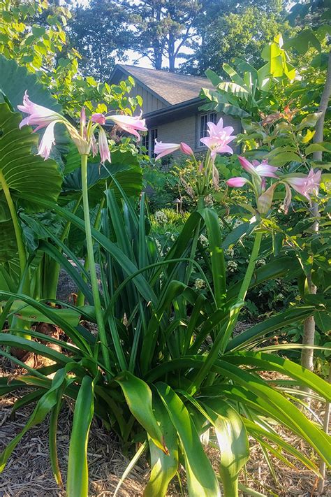 crinum lily varieties - Google Search | Jardines, Plantas, Flores