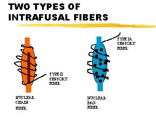 TWO TYPES OF INTRAFUSAL FIBERS