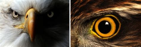 Want Eagle Vision? Here Are Some Traits You'd Need. » ScienceABC