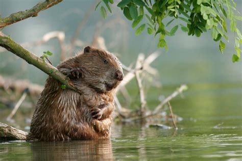 germ@namur: The beaver as national symbol of Canada