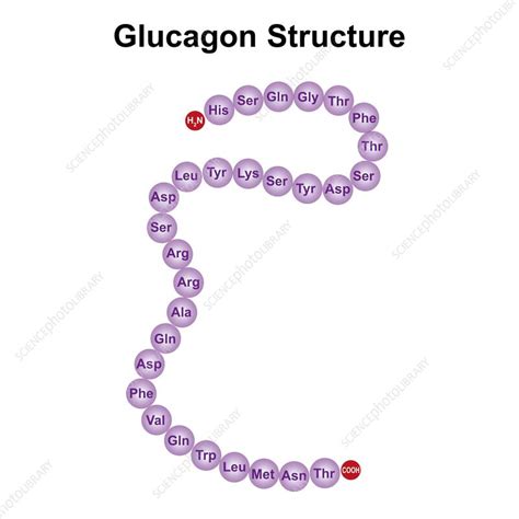 Glucagon structure, illustration - Stock Image - F041/9883 - Science Photo Library