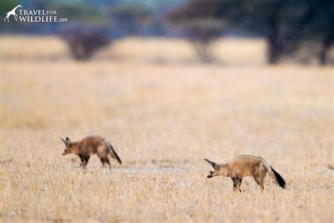 Bat-Eared Fox Facts - Diet, Behavior, and Photos - Travel For Wildlife