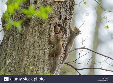 Japanische Eichhörnchen (sciurus) vularis Welpen spielen rund um Nest, Mount Yatsugatake ...