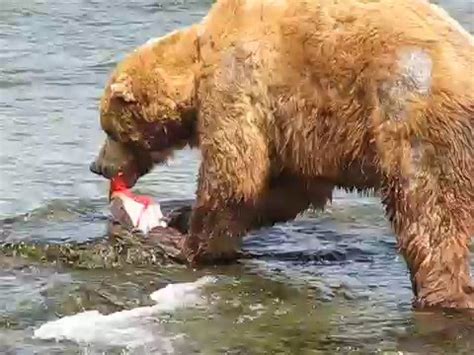 Grizzly Bear Eating Salmon at Brooks Falls, Alaska - YouTube