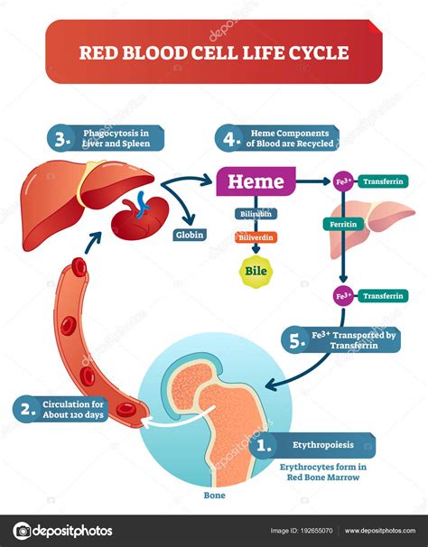 Red blood cell life cycle medical vector illustration diagram with ...