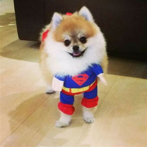 10 Costumes That Prove Pomeranians Always Win At Halloween