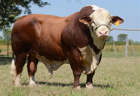 BIG Hereford bull. So much meat and muscle on the hoof! | Hereford cows, Cattle, Braford cattle