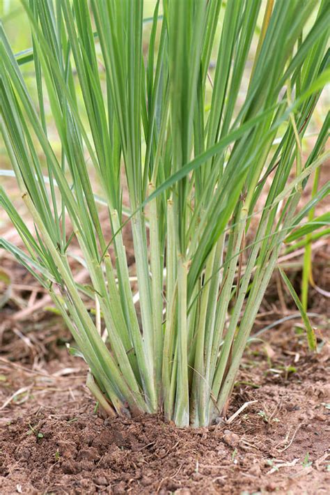 Growing & Planting Lemongrass | General Planting & Growing Tips – Bonnie Plants