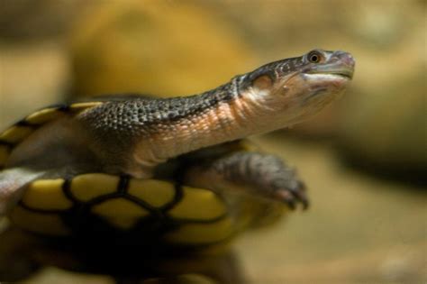 Northern Long-Neck Turtle | Chelodina rugosa Habitat: Flood … | Flickr