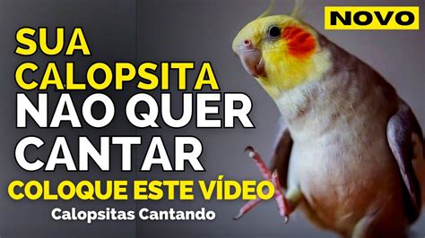 CALOPSITA CANTANDO Canto de calopsita para treinar SUA calopsitas Assobio de Calopsitas TESTADO ...