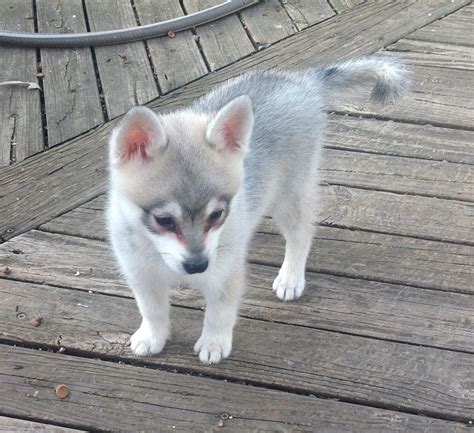 Alaskan Klee Kai - Puppies, Rescue, Pictures, Information, Temperament ...