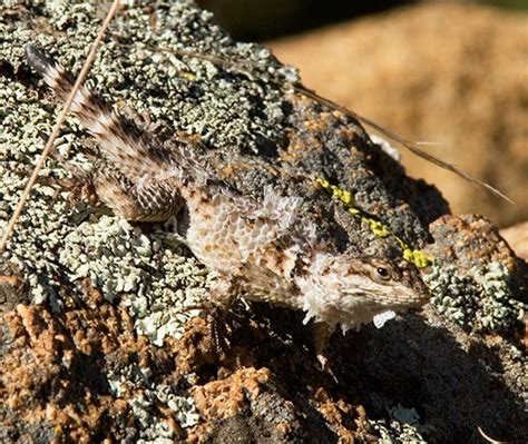 Crevice Spiny Lizards Sceloporus poinsetti Photograph of Photo of Image of