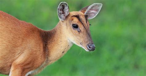 How and where to spot Muntjac Deer in Harrow, London.