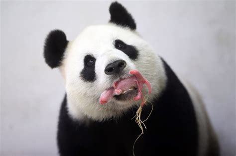 Giant pandas still endangered, expert says - Environment - The Jakarta Post