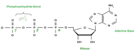 Bioenergetics: Adenosine Triphosphate (ATP) on the MCAT – MedLife Mastery