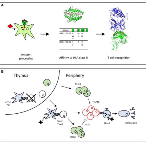 | T cell epitopes of therapeutic antibodies. T cell epitopes have been... | Download Scientific ...