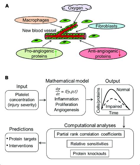 | Computational modeling of angiogenesis in wound healing. (A) Low... | Download Scientific Diagram