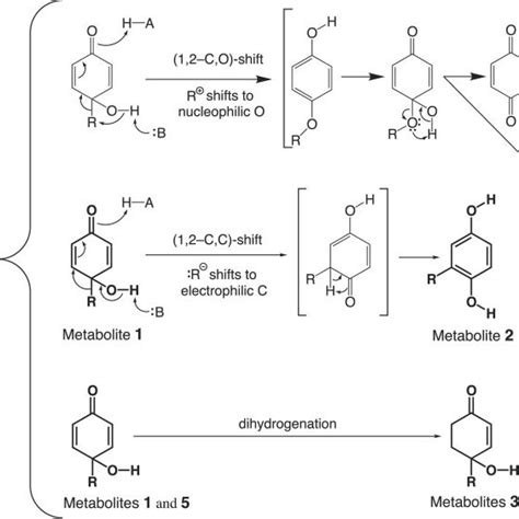 Proposed scheme for the degradation of nonylphenol isomers by strain ...