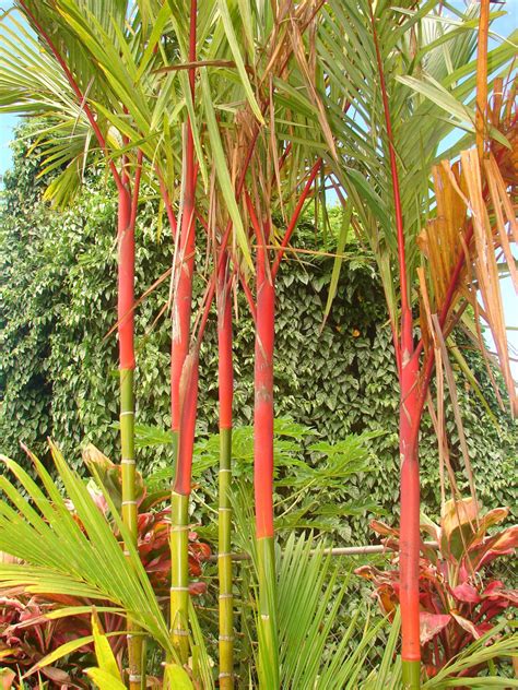 Polynesian Produce Stand : ~LIPSTICK PALM~ Cyrtostachys renda Red Sealing Wax Palm Tree Potted ...