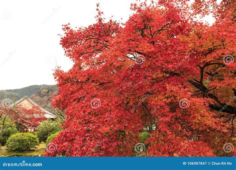 Arashiyama Autumn leaf stock image. Image of leaves - 106987847