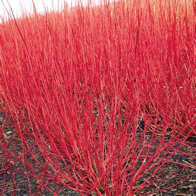 Cornus sericea 'Kelseyii' | Plants Direct – Victoria, BC