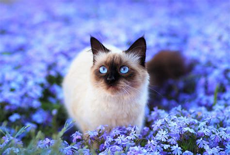 Download Blur Blue Flower Flower Field Cute Blue Eyes Himalayan Cat Animal Cat Cute Cat ...