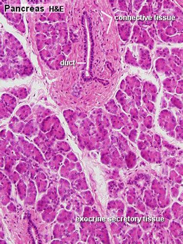 Pancreas: Histology Of Pancreas