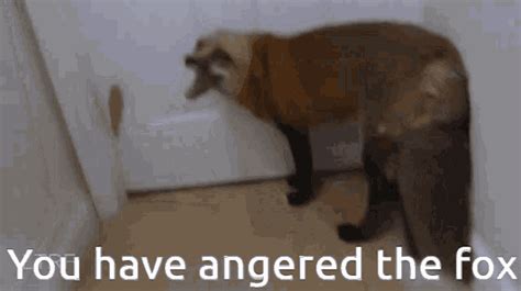 Fox Angry GIF - Fox Angry Angered - Discover & Share GIFs