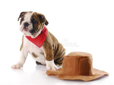 Dog Wearing Cowboy Hat Stock Images - Download 143 Royalty Free Photos - Page 2