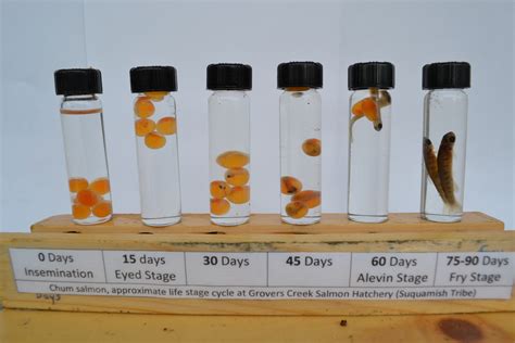 Salmon Egg Incubation and Self-Release – Carkeek Watershed Community ...