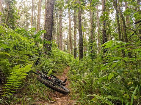 Mountain Biking Trails on Mo'orea Island, French Polynesia