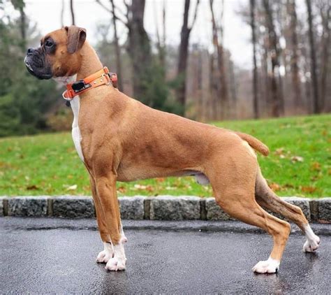 Boxer Dogs Breed Information | Life Span and Training | Petstown