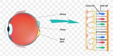 Cone Cell Color Rod Cell Retina Light, PNG, 900x450px, Cone Cell, Bluegreen, Cell, Color, Eye ...