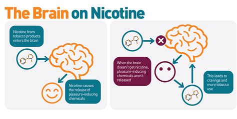 Nicotine and the Brain. We have often heard of the negative… | by Akshatamuralidhar | Jul, 2023 ...