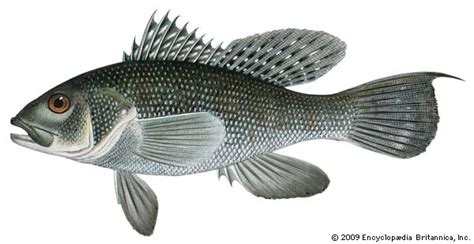 Black sea bass | fish | Britannica.com