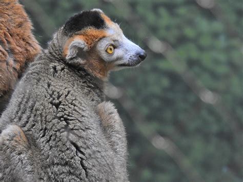 Crowned Lemur | Bronx Zoo 8/11/16 | Marc Fishkind | Flickr