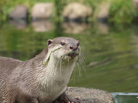 Smooth coated otter - Alchetron, The Free Social Encyclopedia