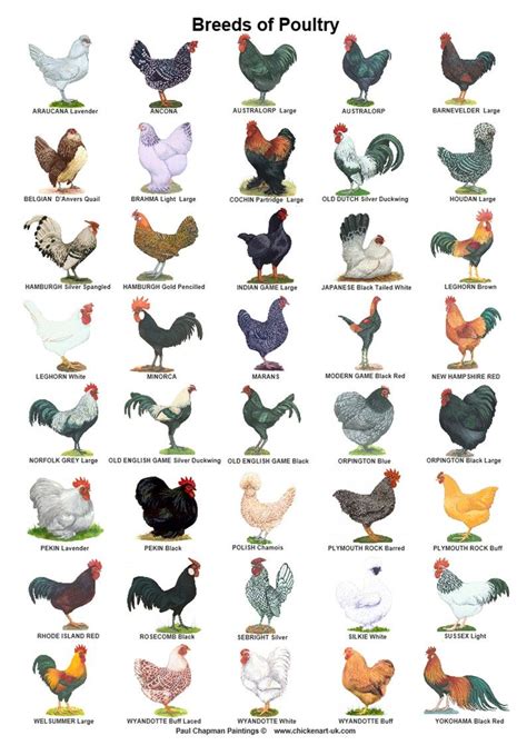 A4 Posters. Breeds of Poultry 2 Different Posters - Etsy | Aves de corral, Pollos mascotas ...