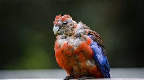 Psittacine Beak and Feather Disease | PetMD