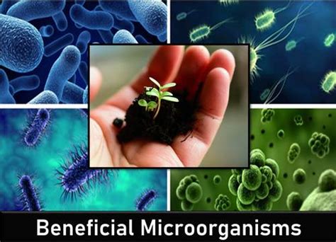 Difference between Effective Microorganisms and Beneficial Microorganisms