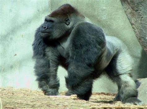 Silverback Gorilla | www.pixshark.com - Images Galleries With A Bite!