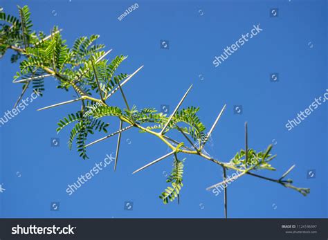 1,722 Acacia Thorn Tree Leaves Branch Images, Stock Photos & Vectors ...